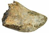 Serrated, Fossil Tyrannosaurus (Trex) Tooth - Wyoming #298465-1